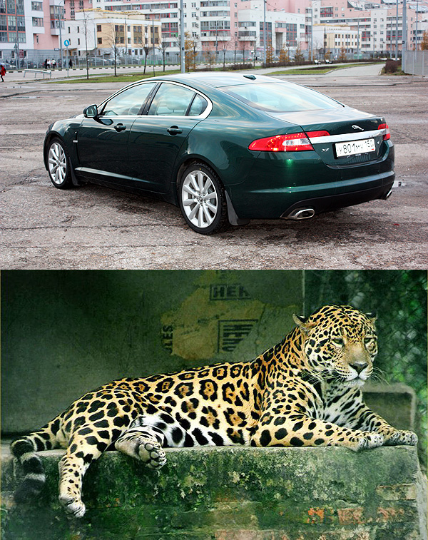 Jaguar XF: обитатель городских саванн